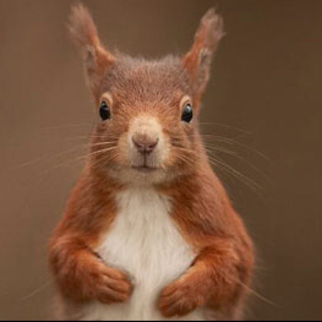 Cheeky Squirrelさんのプロフィール画像