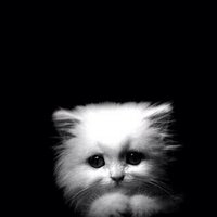 Majed (@majedalthagafe) Twitter profile photo