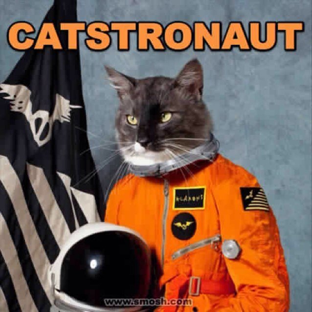Just your cat with a daily blog.