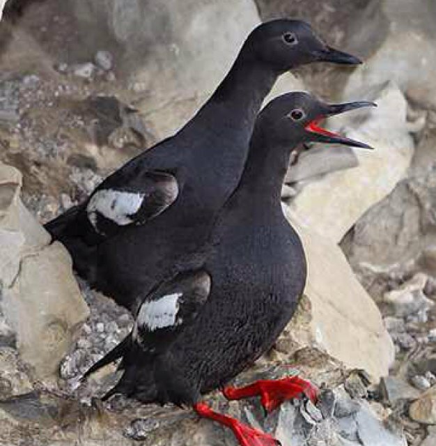 We are stewards of the land and sea in South Puget Sound.  Join us as we conduct citizen science research and outreach to communities of the Reach!