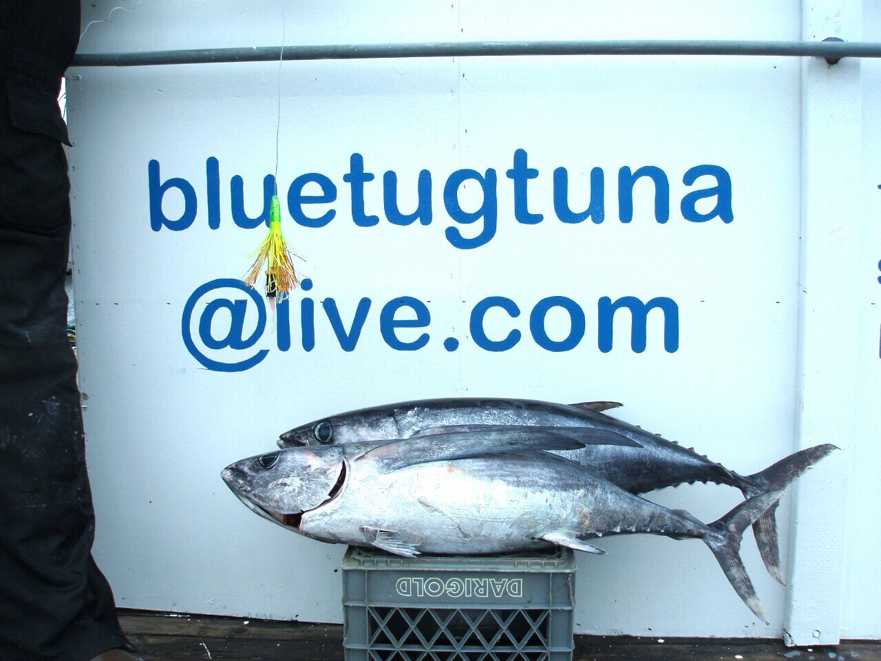 bluetugtuna Profile Picture