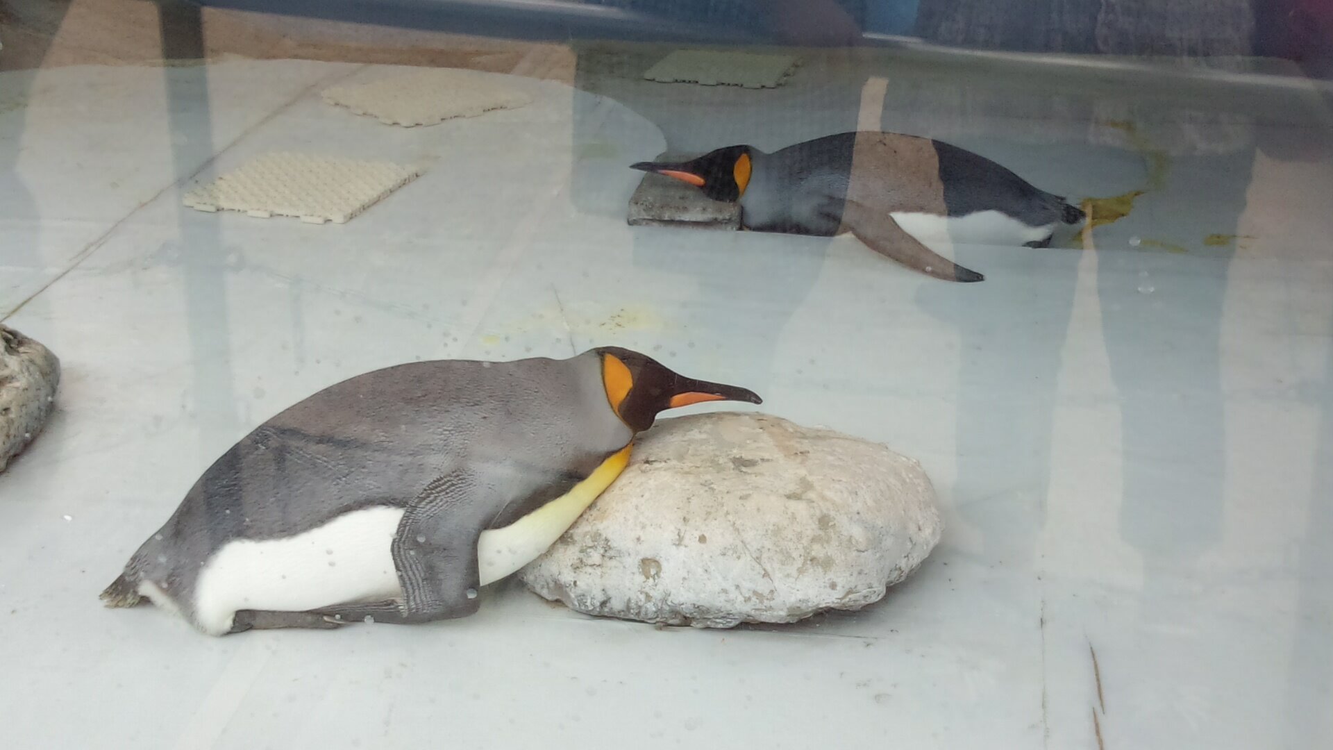 kokohayokohama's profile picture. 横浜に生息し、横須賀、三浦にも度々現れる。
運転大好き！今の愛車は車検1回で10万キロ突破💦
お天気ウォッチャー(雷と台風と雪)
♀。 
保護猫3匹のしもべ(^_^;)
聴き取りにくいって不便💧

どんなことでもダメなものはダメです‼️