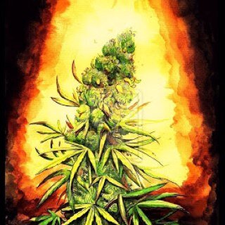 Tree of Life is a revolutionary movement for the full legalization of marijuana, follow and join the movement that will change the world in a great way!