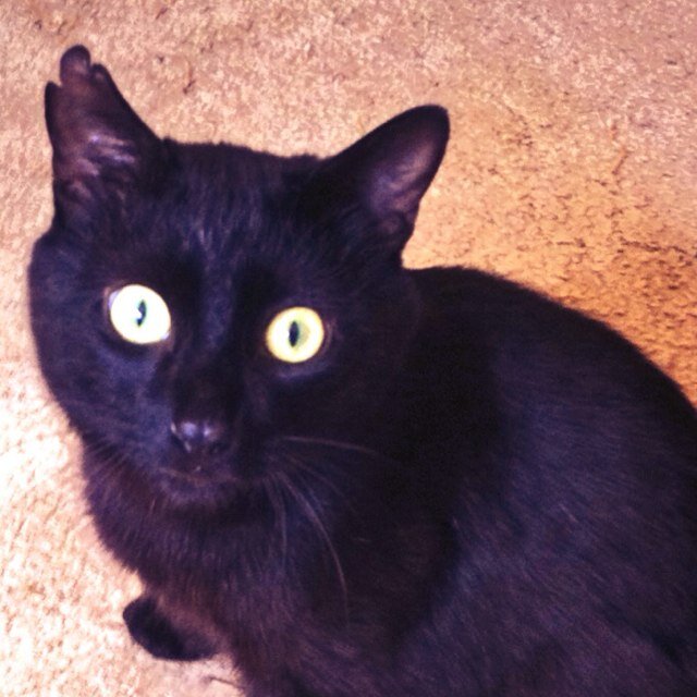 Three legged brother to morticia kitten. I like walking backwards and getting stuck behind the sofa!!