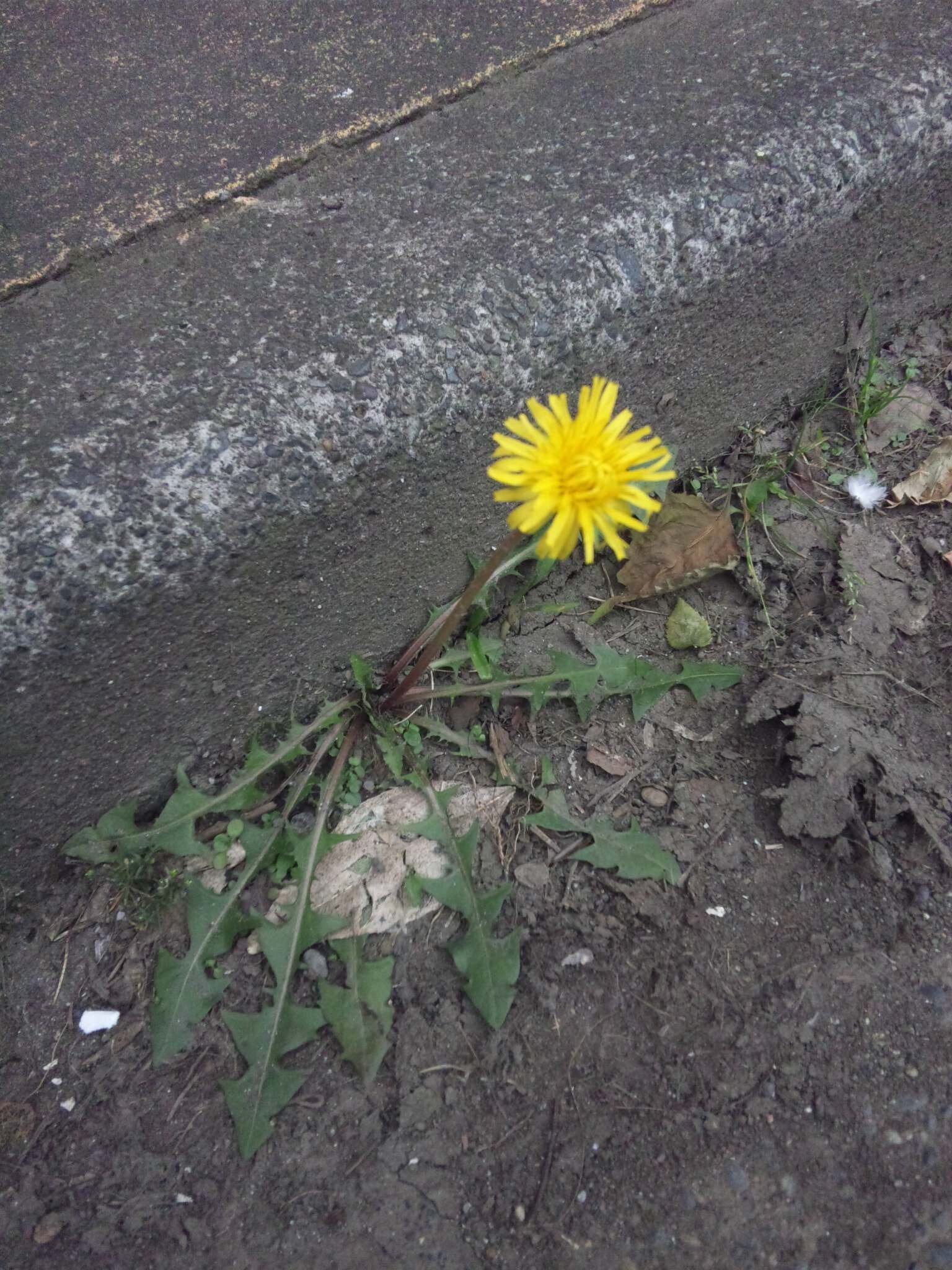 場末麻雀。 感性豊かだがそのせいで超メン弱。好きなもの:ピアノ　音楽全般　ディスクアップ　 嫌いなもの:クソ配牌　クソハマリ