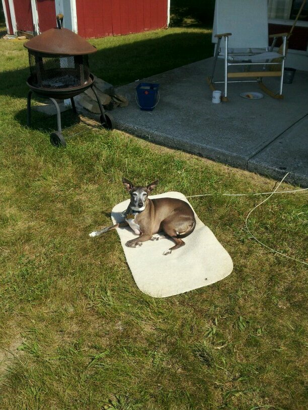 hi name is gino  iam italian geryhound  im 7 allmost 8 my human got me back in 2006 i so lov her and proud to be her son