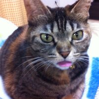 はままつのひろひろ🇯🇵 (@hamahirohiro) 's Twitter Profile