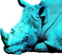 ✡️メンヘラクソポエマー✡️クロブ:紅白シナンジュ、アレックス/生き物/ジムニー/写真/創作/独り言/ヤモリとラットとデルヘジィと住んでる