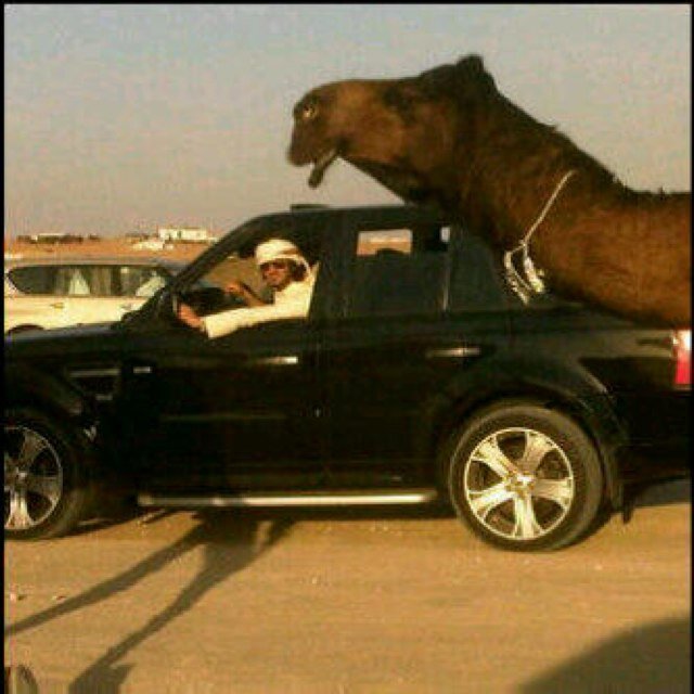 saad134564327's profile picture. 