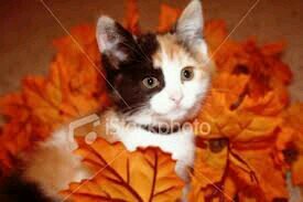 RoseWarriorCat's profile picture. Calico she-Kit, in bad condition, eyes like roses(warrior cats)2 moons old, Fireclan