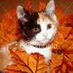Rosekit (@rosewarriorcat) Twitter profile photo