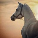 عبدالعزيزالشهري (@09988771) Twitter