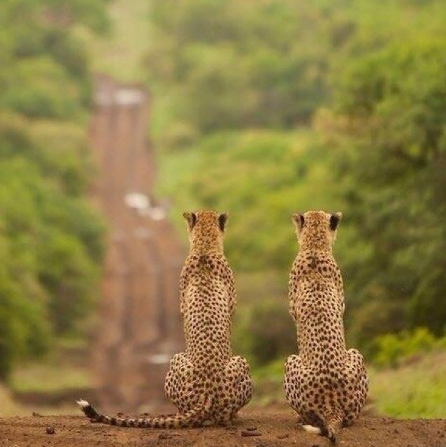 كل ما استطيع قوله هو ان هذا الحساب يعرض لك المناظر الطبيعية الموجوده في العالم (Earth pic)