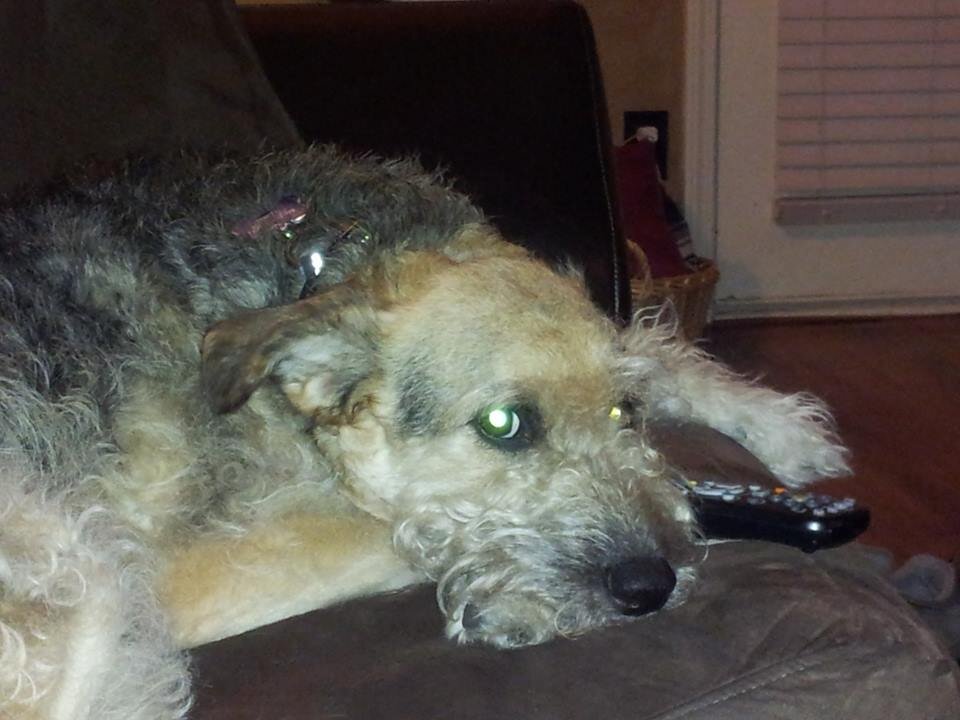 StuffRangerSays's profile picture. Watchdog.