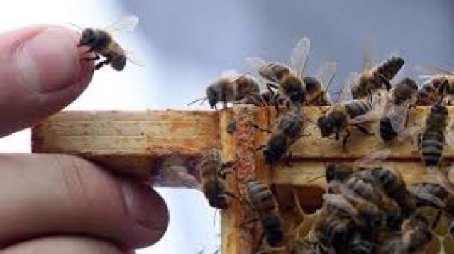 Monk, priest, student & teacher in the 'School for the Lord's Service', apiarist too...