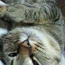 雑種*みー猫 (@08171214) Twitter