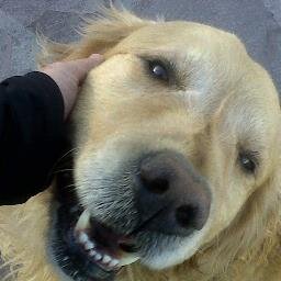 Soy MAX un Golden Retriever de 7 años, me llevaron de casa en Neuquén Capital el 28/07/13, mi familia RECOMPENSARÁ a quien me devuelva (0299155094187)