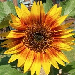 APCS_Penguins's profile picture. 