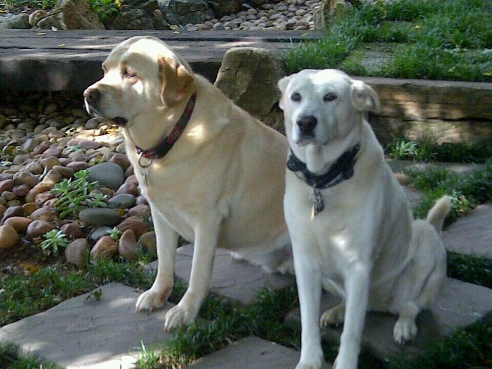 nicopodge's profile picture. 