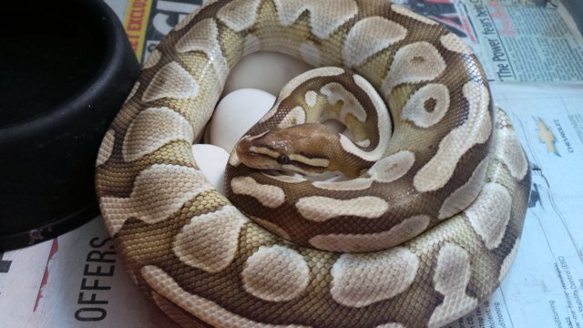 AVReptiles's profile picture. I am a hobby breeder of royal pythons, and keeper of different exotic snakes.