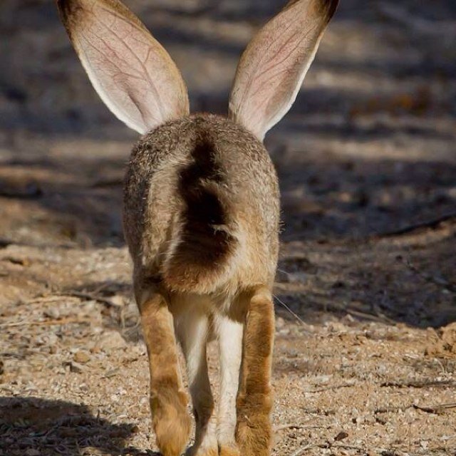 zettaua's profile picture. 