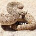 Typical Snake (@thetypicalsnake) Twitter profile photo Typical Snake (@thetypicalsnake) Twitter profile photo