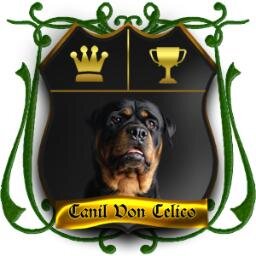 Criação da raça Rottweiler, Adestramento (Básico, Avançado, Agility, Schutzhund, etc.), Comportamento Animal, Consultoria ~ Por @giovanepaes e @annacelico