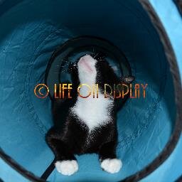 LifeOn_Display's profile picture. Artist, Musician, Photographer, Writer, Poet