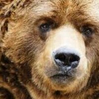 The Bear(@TheOregonBear) 's Twitter Profileg