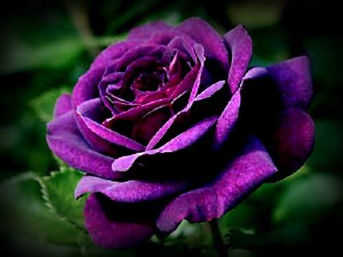 Codious