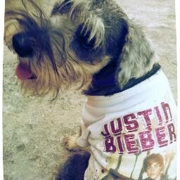 Hola, soy un canino que sabe reconocer el verdadero talento♥ mi nombre es Jerry y tengo al mejor ídolo ( @Justinbieber ) woof, woof. Soy un cachorro ''NORMAL''