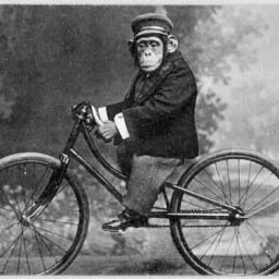 Who Says You Can't Monkey Around With Food!!