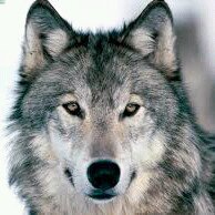 LopezLobo's profile picture. Lobo Solitario Auuuuuu.