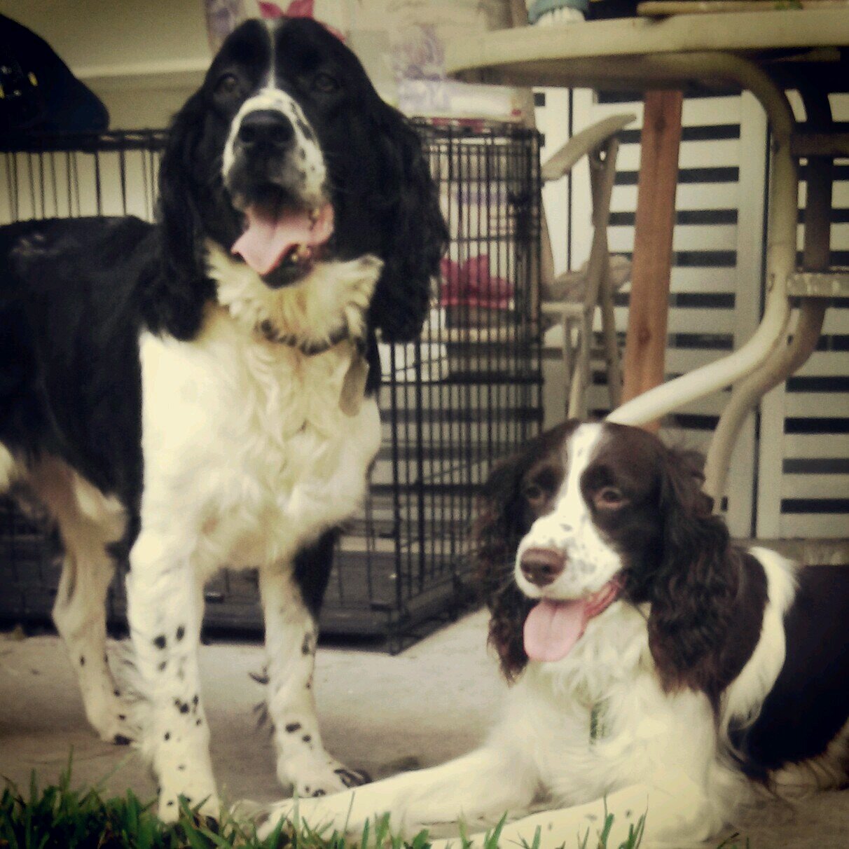 #Springer couple. We chase squirrels. We kiss a lot. We were rescued, fostered and adopted through English Springer Rescue America. @swoodruffs --- Mama