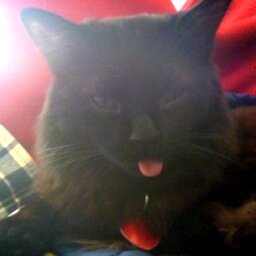 OliverIsSpecial's profile picture. I only have 3 legs, but that's not what makes me special.