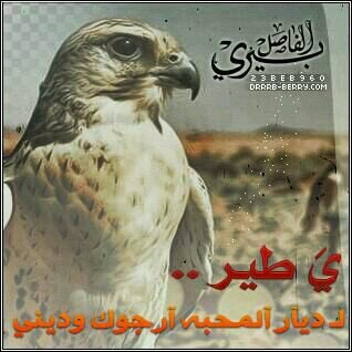 *_‏الإعتذار سلوُك راقي لا ينقص من قدرك أبداً وهي رسالة تقول فيها للطرف الأخر لا أريد أن أخسرك !_●