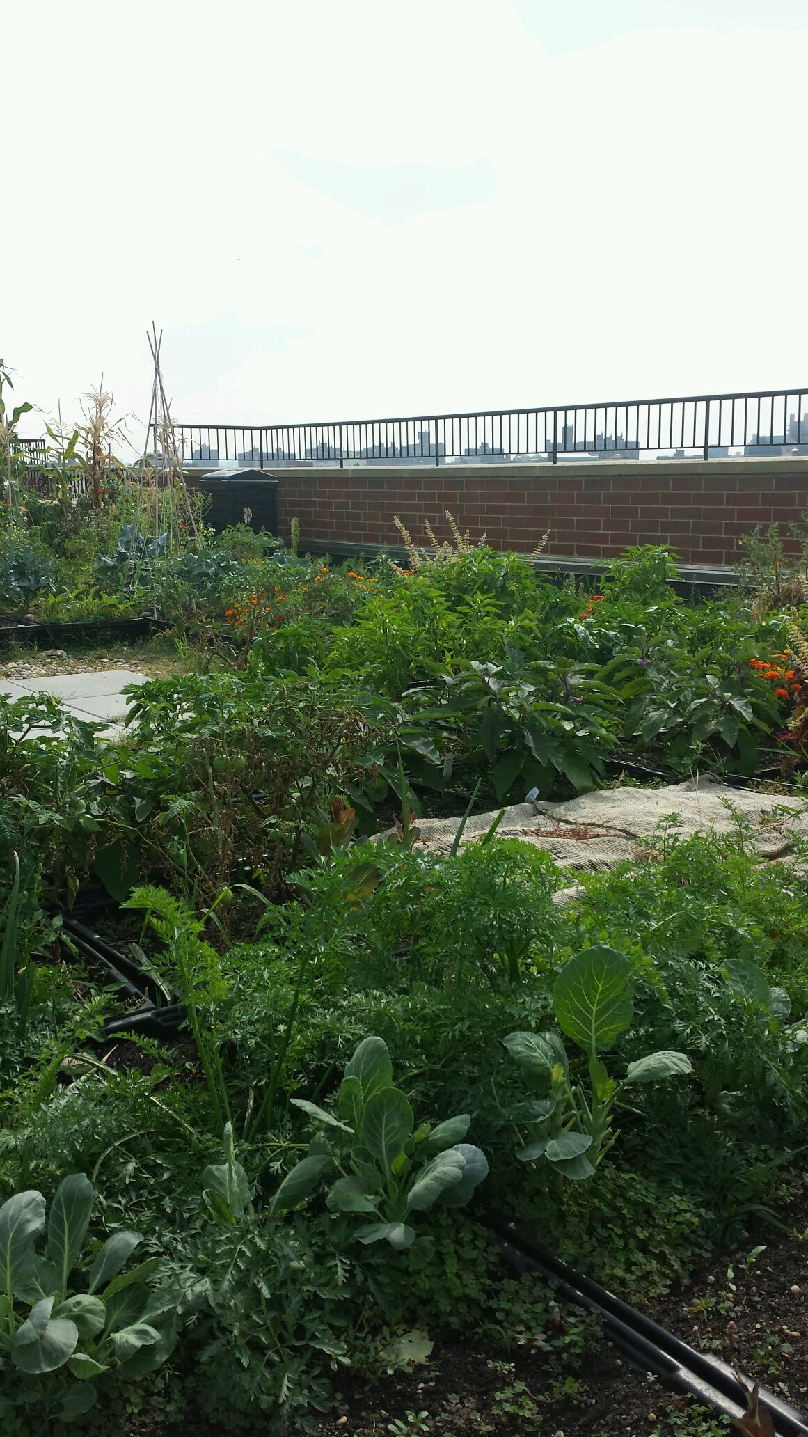 educator, urban farmer, cyclist