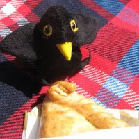 Cornish Bird (@cornwallbird) 's Twitter Profile