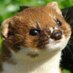 Pestweazle (@pestweazle) Twitter profile photo Pestweazle (@pestweazle) Twitter profile photo
