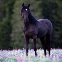 Ə ɪ̇ м ч  ♞ (@eman_7h) Twitter profile photo