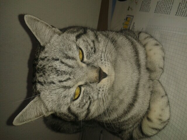 Katze_Momo's profile picture. Süße Katze