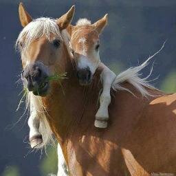 The horse way of life! Follow ons voor: Foto's, feiten, wedstrijdjes & tweets over paarden!