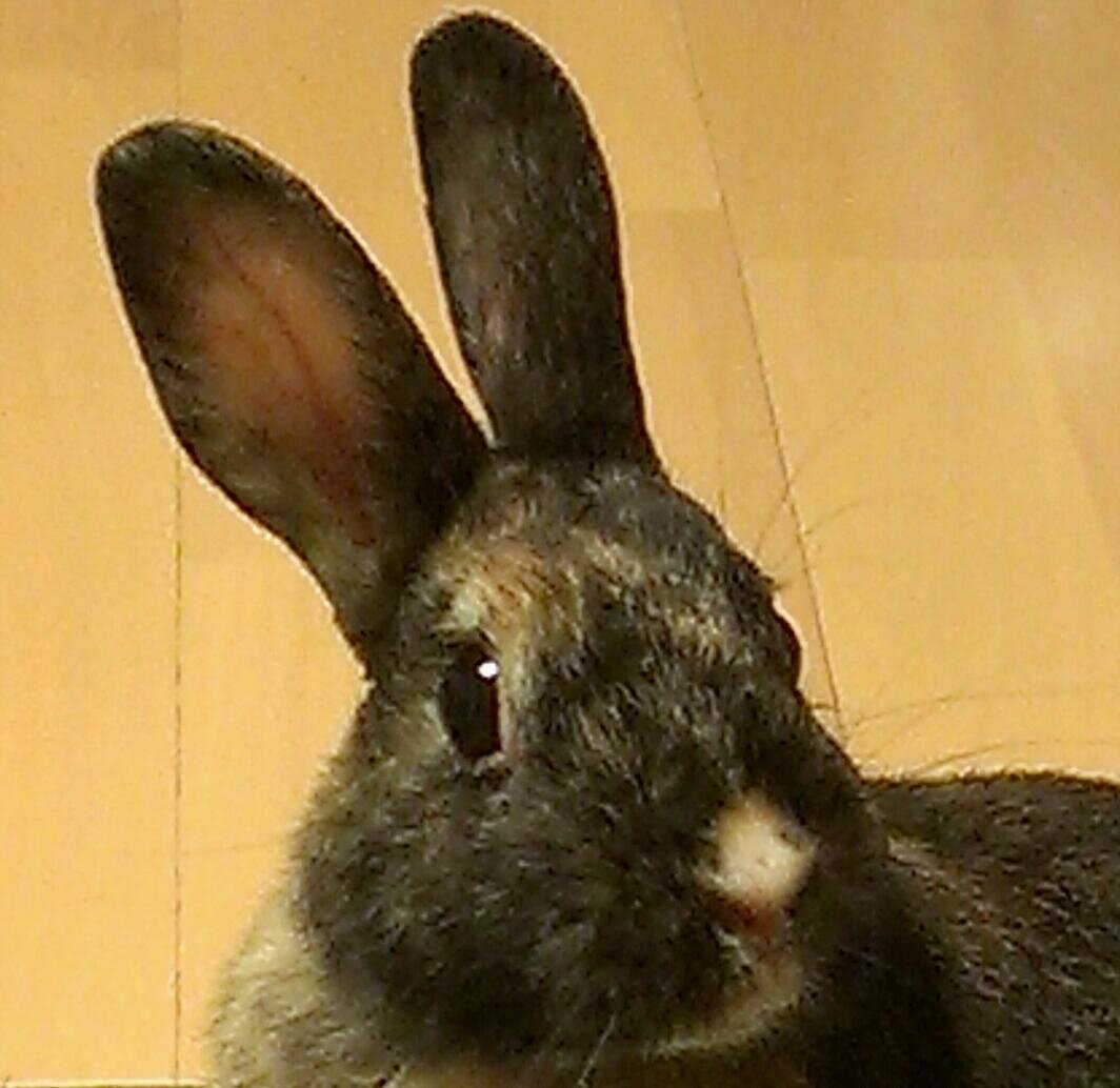 小さな生き物たちからたくさんの幸せと癒しをもらっています。 お月様組🐰はなちゃん(花菜々2010.05.07〜2021.05.01) のことや二代目🐰もたろう(獏太郎2021.07〜)のことをつぶやきます。