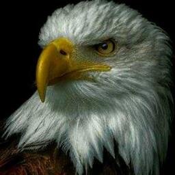 TeamApocalypse1's profile picture. MMA fighter at EFC Africa