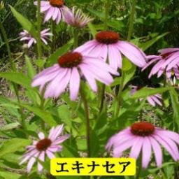 こんにちは。私は沢山の情報を集めるのが趣味で色々なことを紹介していきたいと思います。
https://t.co/Wj85qIXG5D