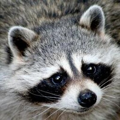 Un Raton Laveur Unratonlaveur Twitter Un Raton Laveur Unratonlaveur Twitter