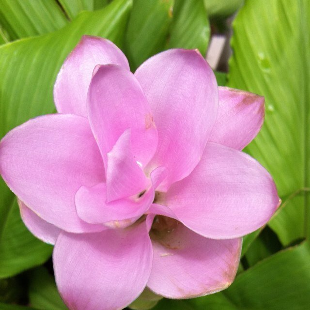 somjaimark's profile picture. 