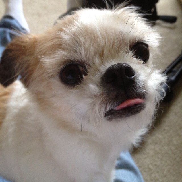 tzarector's profile picture. 