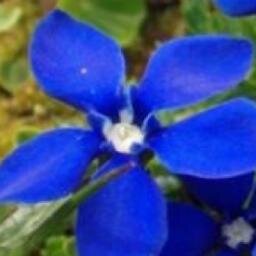 60Alessandra's profile picture. Il talento è una fonte da cui sgorga acqua sempre nuova.