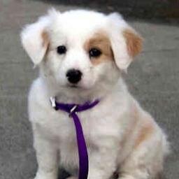 Remove dog urine odor and pet stains completely. Learn how to detect and eliminate the problems caused by pet urine including odors, stains and grass spots.